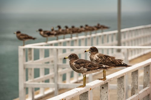 群棕色鸟在海湾地区宣讲 · 免费素材图片