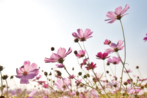 粉红色的花场 · 免费素材图片