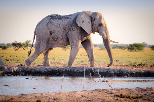 走在水坑附近的灰色大象 · 免费素材图片