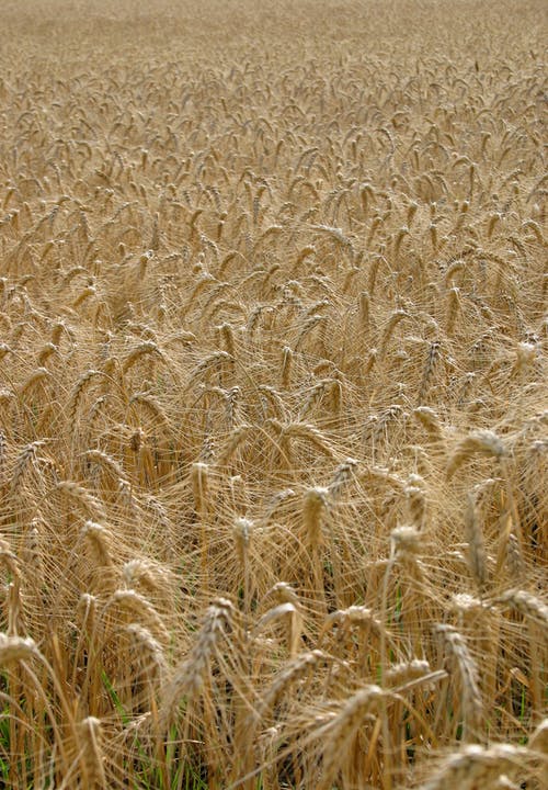 有关大麦, 小麦, 牧场的免费素材图片