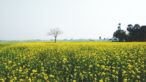 绿色和黄色的花场 · 免费素材图片
