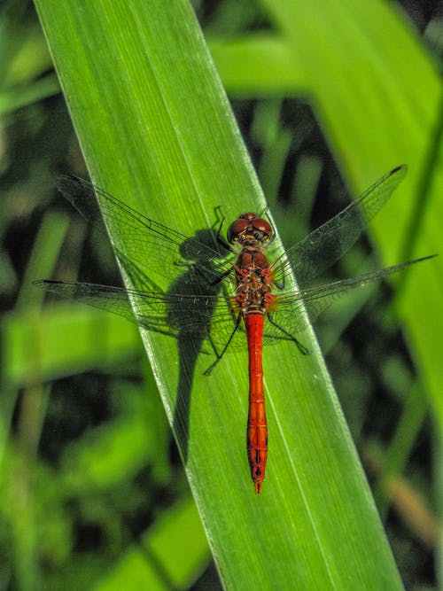 红蜻蜓在绿叶特写摄影 · 免费素材图片