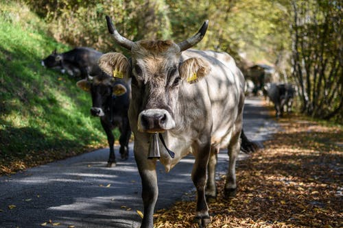 灰色的沥青路面上的白牛和黑牛 · 免费素材图片