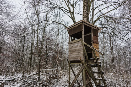 在森林中间的棕色木屋 · 免费素材图片