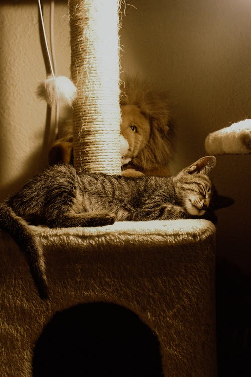 躺在猫树上的棕色虎斑猫 · 免费素材图片