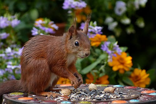 棕色松鼠 · 免费素材图片