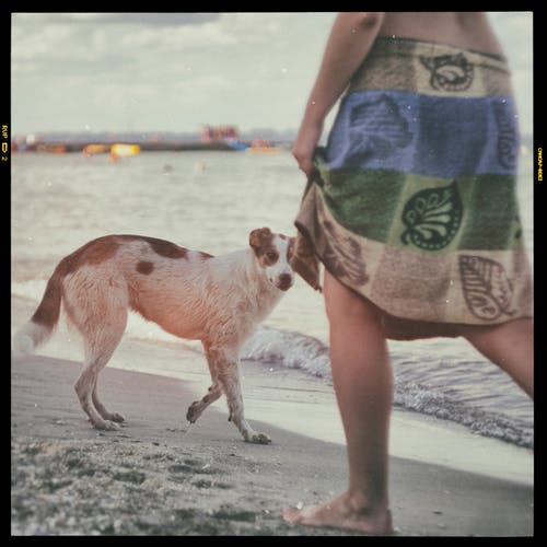 在海边的狗旁边散步的人screenshot · 免费素材图片