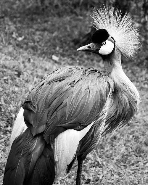 鸟的黑白照片 · 免费素材图片