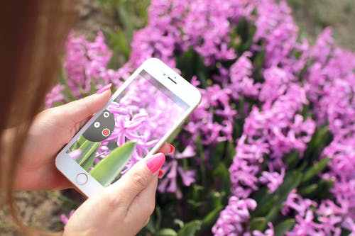 女人抱着显示粉红色的花瓣花的金iphone 6的特写摄影 · 免费素材图片