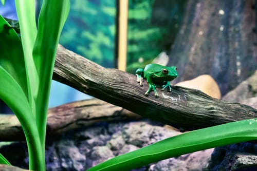 白天栖息在树上的绿树蛙 · 免费素材图片