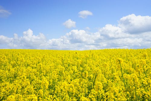 白天多云的蓝天下的黄色花田 · 免费素材图片