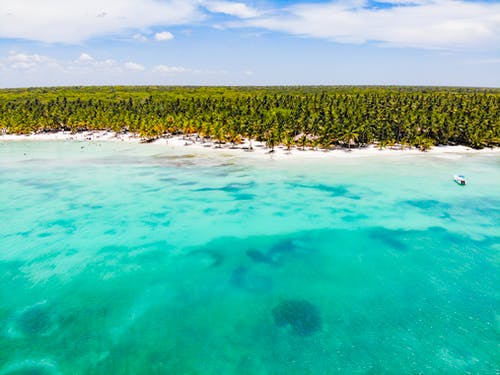 水体附近的棕榈树 · 免费素材图片