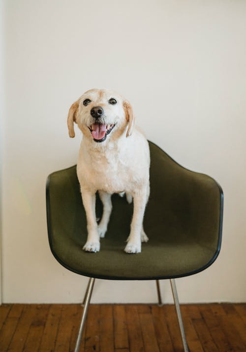可爱的狗在房间里的椅子上花费时间 · 免费素材图片
