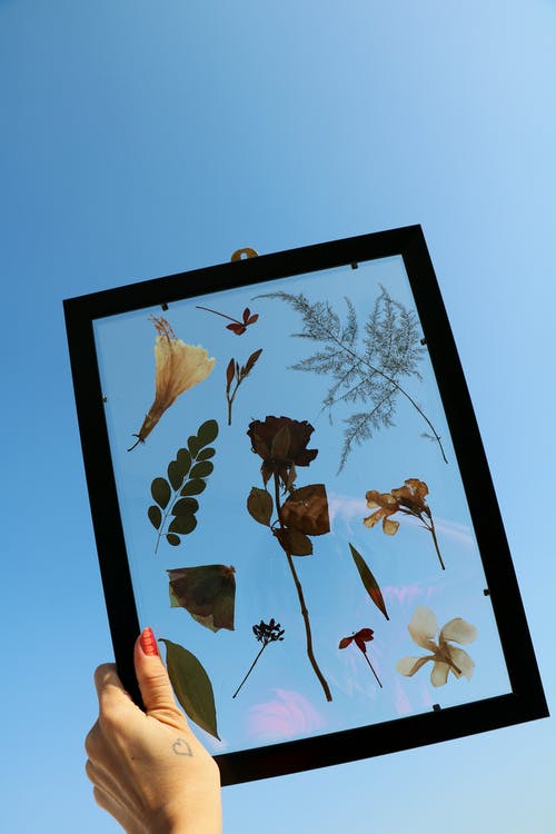 干花和叶子在框架中 · 免费素材图片