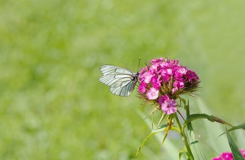 白棕色蝴蝶栖息在粉红色的花 · 免费素材图片