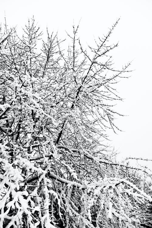有关下雪的天气, 冬季, 冷冰冰的免费素材图片