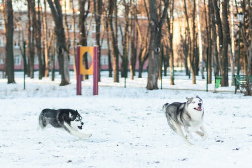 两个西伯利亚雪橇犬在白雪皑皑的公园跑步 · 免费素材图片