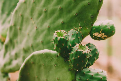 绿色的植物与水滴 · 免费素材图片