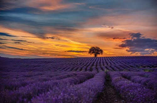 日落期间的紫色花田 · 免费素材图片