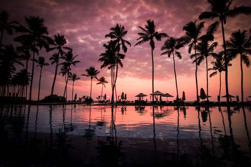 平静的湖面轮廓旁边的椰子棕榈树 · 免费素材图片