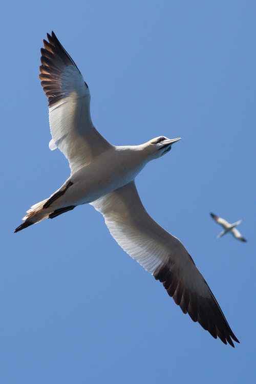 白天，白和黑鸟在蓝天下飞翔 · 免费素材图片