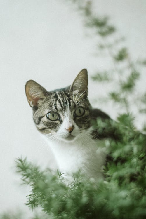 灰色虎斑猫的照片 · 免费素材图片