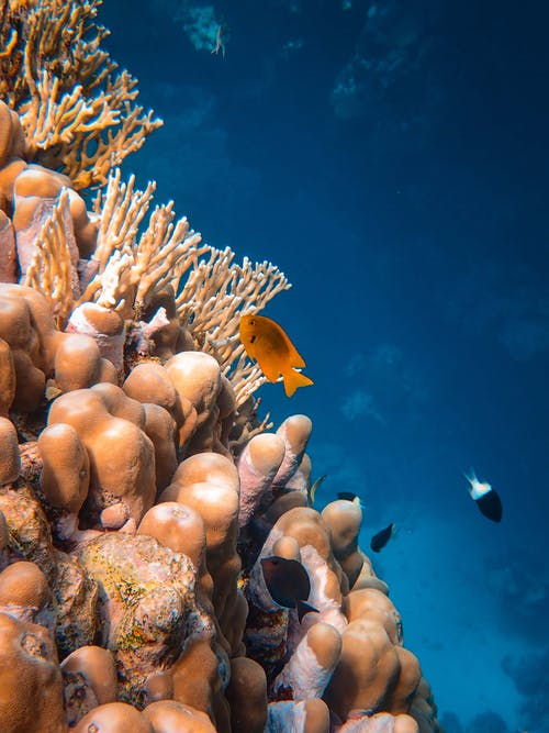 橙色和白色的鱼，在珊瑚礁上 · 免费素材图片