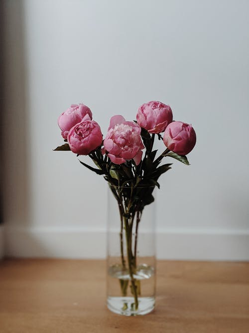 透明玻璃花瓶中的粉色康乃馨花朵的简约摄影 · 免费素材图片