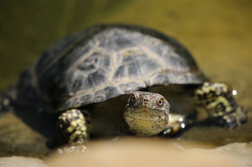 黑色和绿色乌龟的浅焦点摄影 · 免费素材图片