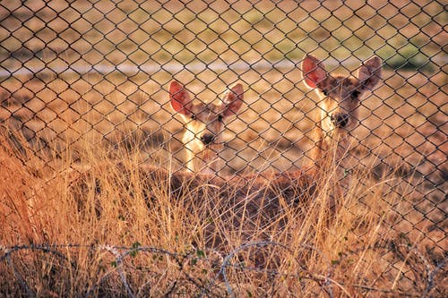 鹿在旋风栅栏附近的照片 · 免费素材图片