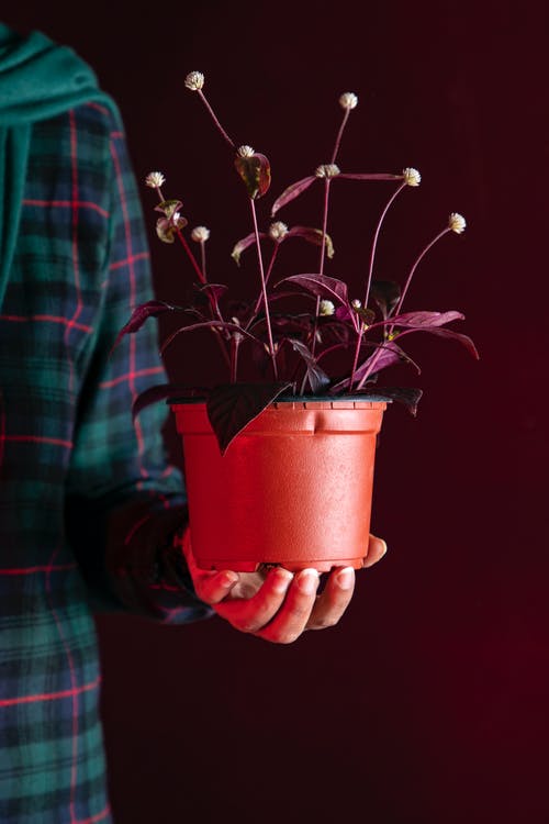 持有棕叶植物的人 · 免费素材图片