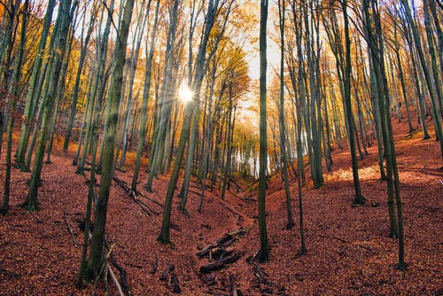 穿过树林的阳光 · 免费素材图片