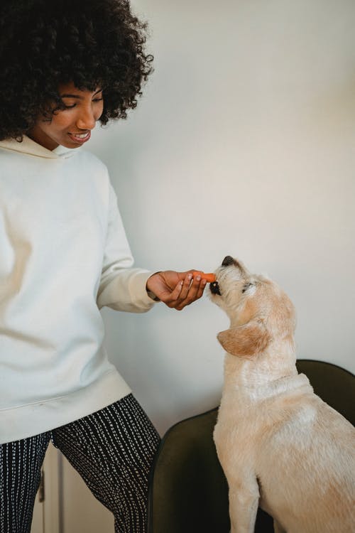 性格开朗的黑人女性喂养纯种狗 · 免费素材图片