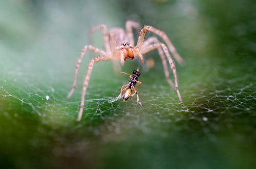 白天，黑色和黄色昆虫附近的粉红色和橙色蜘蛛在蜘蛛网上 · 免费素材图片