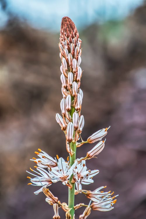 有关垂直拍摄, 增长, 多年生的免费素材图片