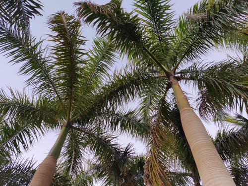 有关低角度拍摄, 户外, 棕榈树的免费素材图片