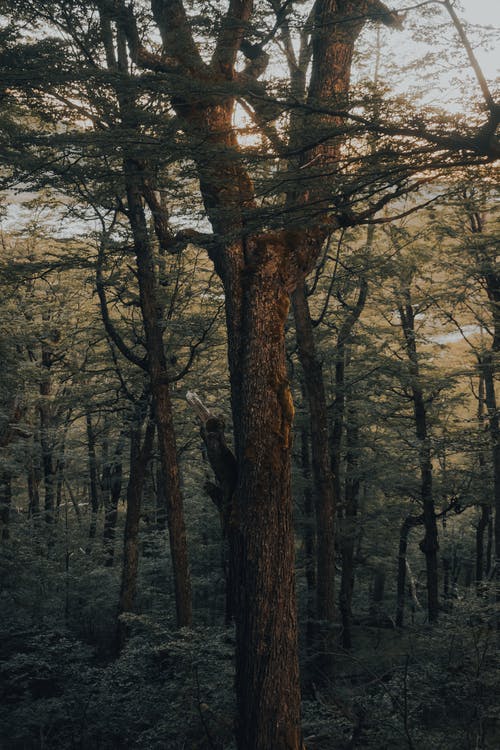 有关垂直拍摄, 天性, 户外的免费素材图片