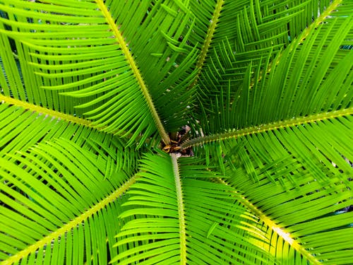 绿色的棕榈叶 · 免费素材图片