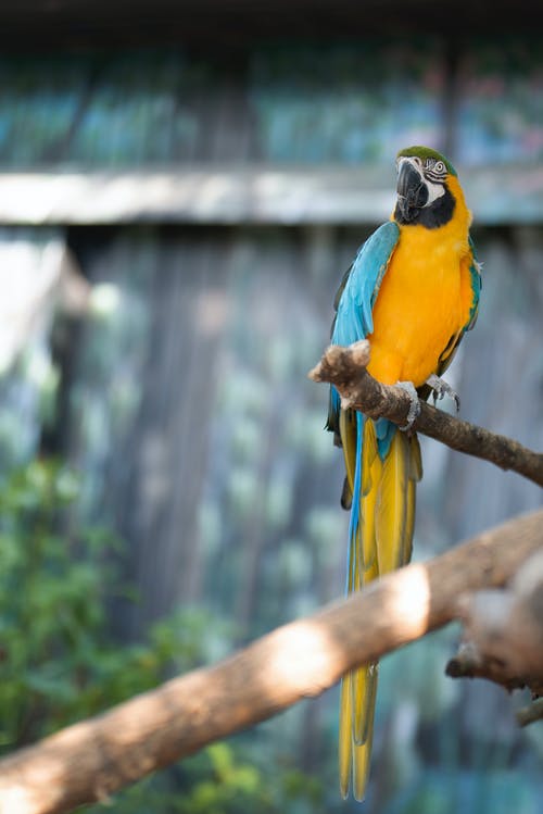 木棍上的蓝色和黄色的鹦鹉 · 免费素材图片