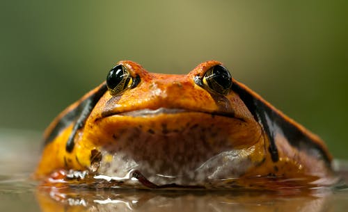 橙色和黑色青蛙 · 免费素材图片