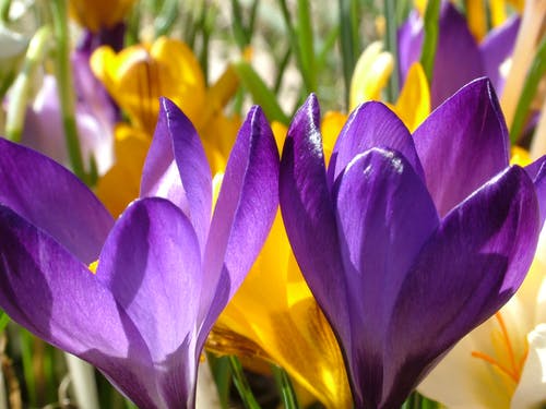 紫色的花和黄色的花，白天在近距离摄影 · 免费素材图片