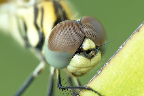 黄色和黑色蜻蜓 · 免费素材图片