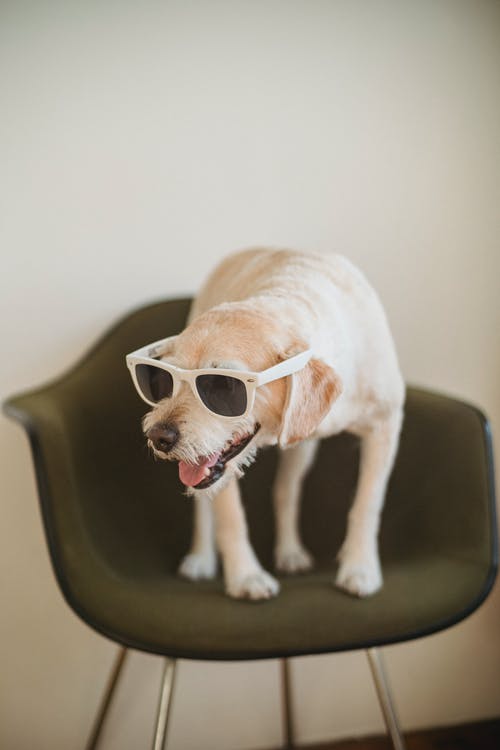 有趣的狗在椅子上的太阳镜 · 免费素材图片
