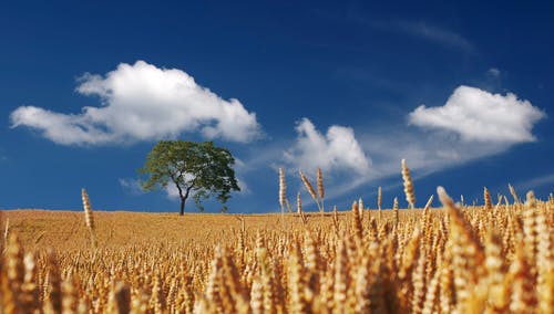 蓝蓝的天空下的黄色麦田上的树木 · 免费素材图片