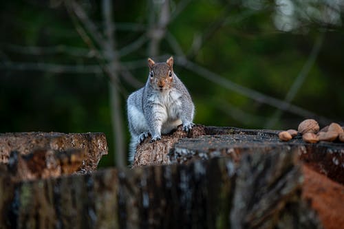 灰松鼠在棕色木原木上 · 免费素材图片
