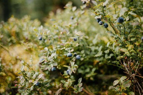 蓝莓生长在新鲜的绿色灌木 · 免费素材图片