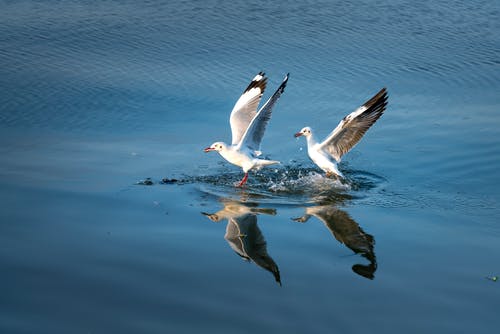 两只灰白鸟 · 免费素材图片