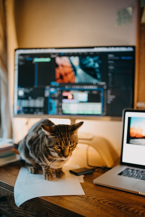 坐在笔记本电脑旁边的猫的照片 · 免费素材图片