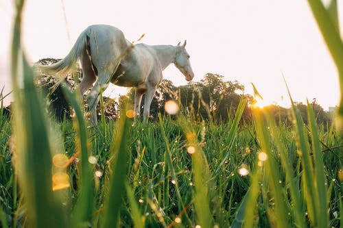 白马在草地上 · 免费素材图片