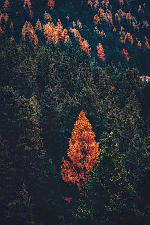山上的绿色和棕色树 · 免费素材图片